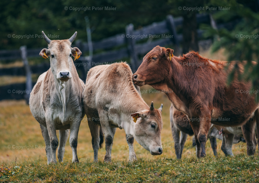 Oberstalleralm_Herbst_2023-335 | piet_flosse
