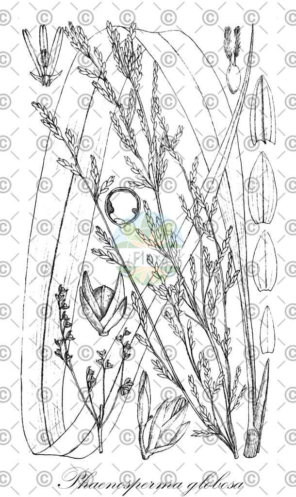 HistAbb_7PT79_1_ENZY_Simple | Historische Abbildung von Phaenosperma globosa - Poaceae | Historical Illustration of Phaenosperma globosa - Poaceae