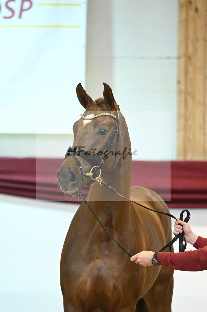 Kat-Nr. 58 v. Vivino_Gestuet Greim_66222308 | hf-fotografie - Realisiert mit Pictrs.com