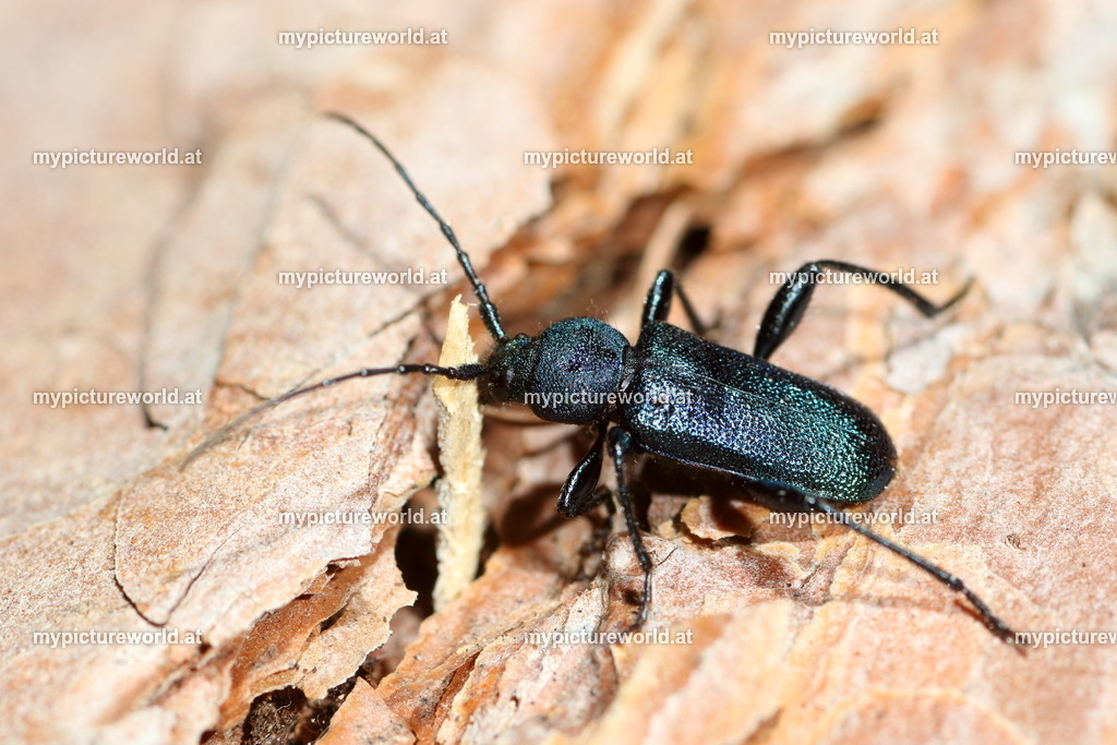 Callidium violaceum-005 | Das Bilderarchiv über Tiere, Planzen und Landschaften. In der Bilddatenbank finden Sie ein große Auswahl an hochwertigen Bilder für Ihre Werbung - Realisiert mit Pictrs.com