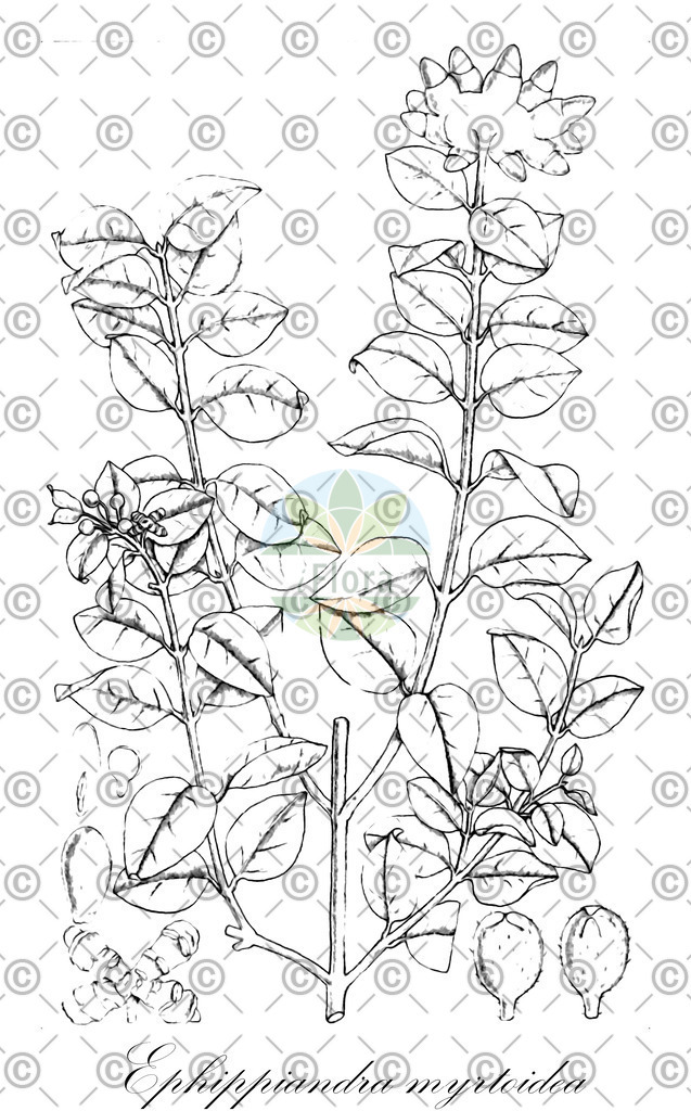 HistAbb_wfo-0000949801_1_ENZY_Simple | Historische Abbildung von Ephippiandra myrtoidea - Monimiaceae | Historical Illustration of Ephippiandra myrtoidea - Monimiaceae
