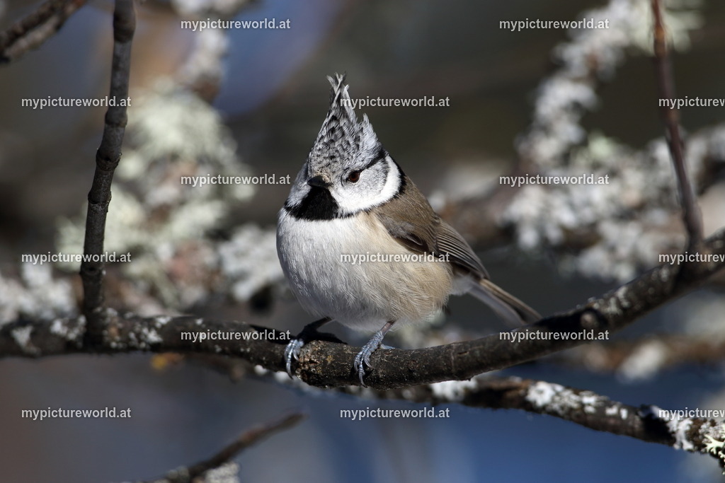 Haubenmeise-030 | Das Bilderarchiv über Tiere, Planzen und Landschaften. In der Bilddatenbank finden Sie ein große Auswahl an hochwertigen Bilder für Ihre Werbung - Realized with Pictrs.com