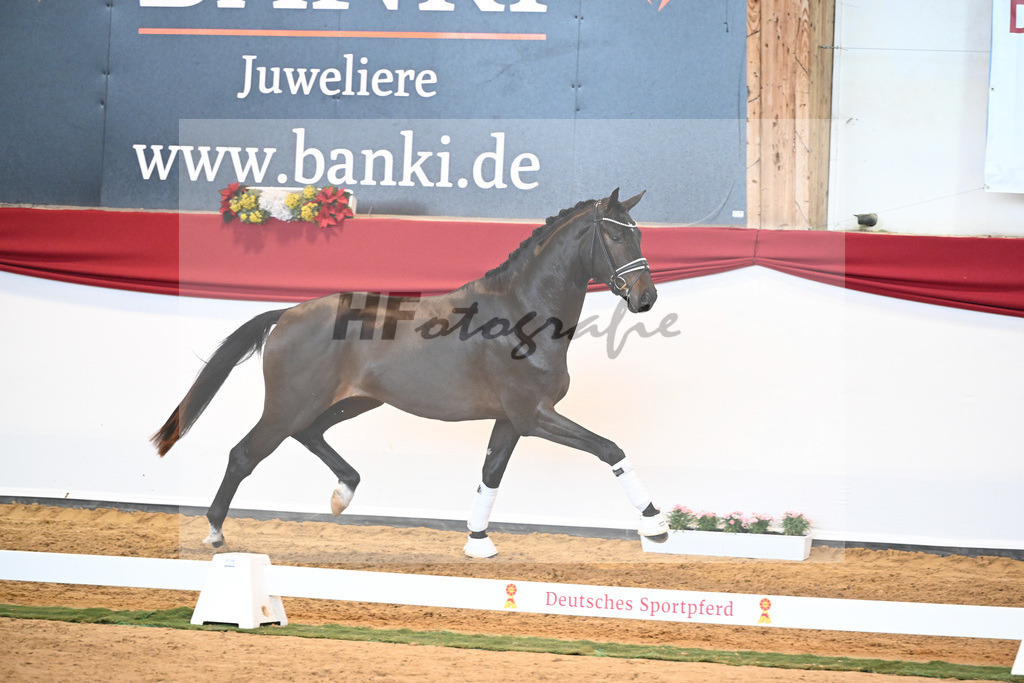 Kat-Nr. 51 Va Bene x Dante Weltino_Bergmann_43230724 | hf-fotografie - Realisiert mit Pictrs.com