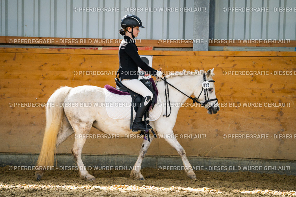 DSC02203 | Pferdegrafie