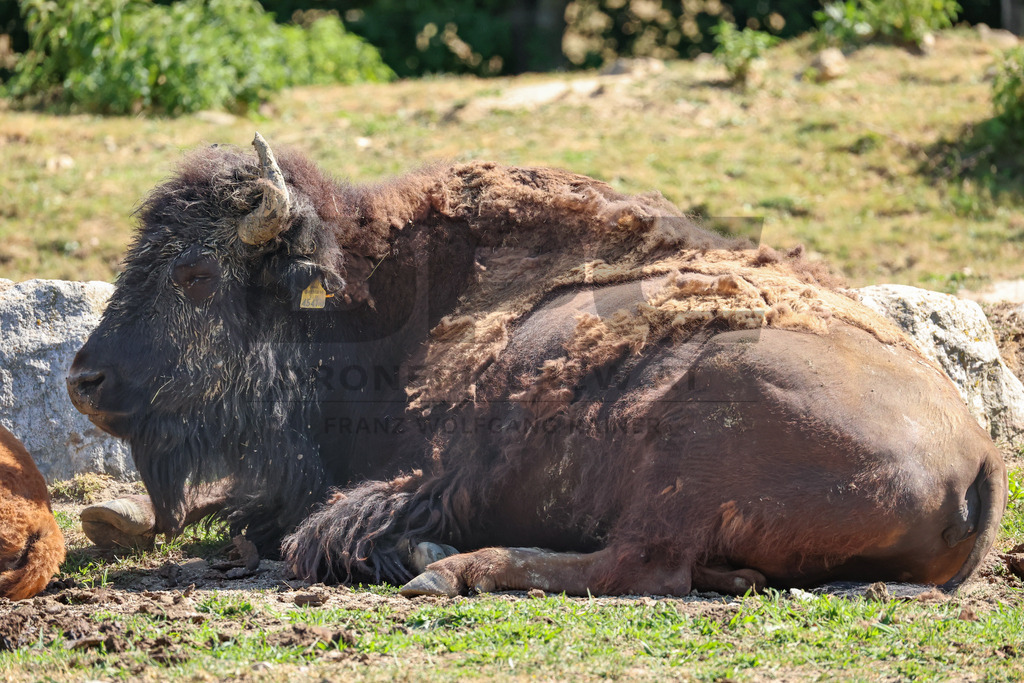 Bisons at Tierpark Herberstein // Bisons im Tierpark Herberstein | Bisons at Tierpark Herberstein in Styria, Austria. The scene shows the powerful animals in their enclosure and highlights their impressive appearance, calm presence and natural behavior in the zoo environment. // Bisons im Tierpark Herberstein in der Steiermark, Österreich. Die Szene zeigt die kraftvollen Tiere in ihrem Gehege und hebt ihr eindrucksvolles Erscheinungsbild, ihre ruhige Präsenz und ihr natürliches Verhalten im Tierpark hervor. - Realisiert mit Pictrs.com