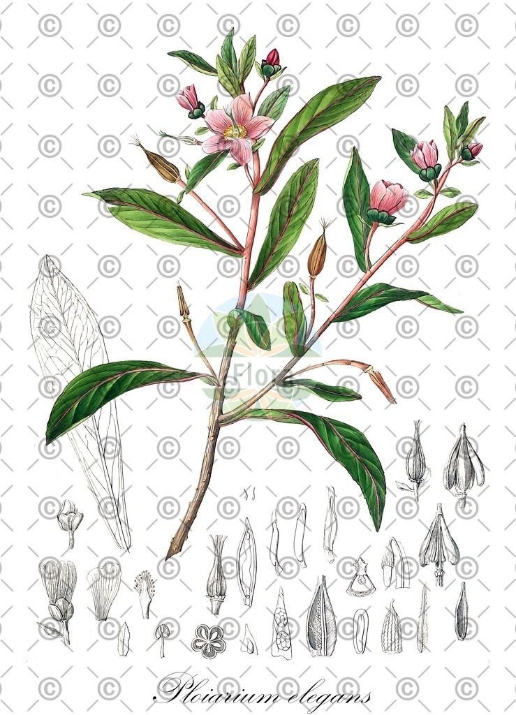 HistAbb_wfo-0000279045_1_ENZY_Simple | Historische Abbildung von Ploiarium elegans - Bonnetiaceae | Historical Illustration of Ploiarium elegans - Bonnetiaceae