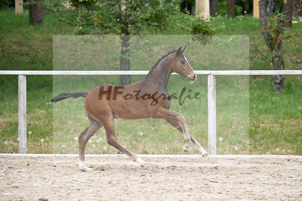 Kat-Nr. 33 HF Sebastino PS x Apache_Blessing_24260749 | hf-fotografie - Realisiert mit Pictrs.com