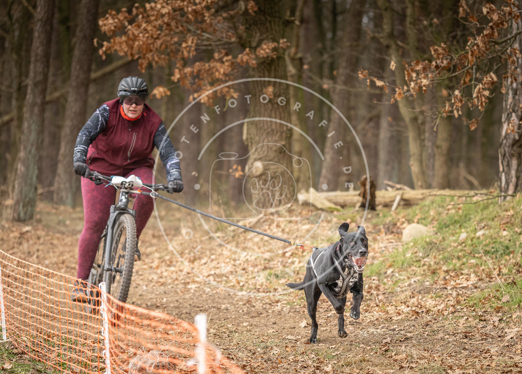 Pfotenfotografie_DV3A3345 | Hundefotografie, Tierfotograf, Pfotenfotografie, Fotoshooting Hund, Hunde Portrait, Hundesport, Hundeportraits, Heideshooting, Hunde, Sportfotograf, Hundefotograf, Turnierhundsport, THS,  - Realisiert mit Pictrs.com