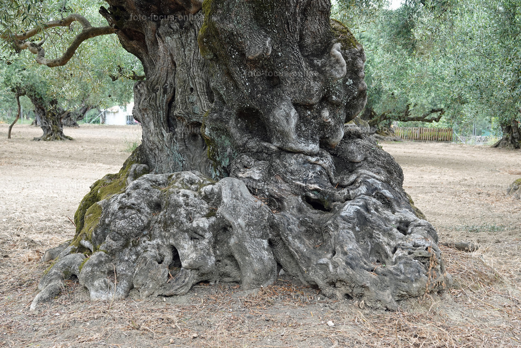 ugly trees | foto-focus-online