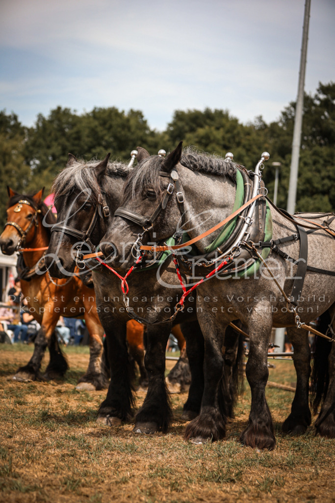 SoShow00246 | Leoni Ertmer Photography - Realisiert mit Pictrs.com