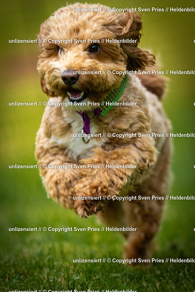 Sven Pries | 2025-09-21 - Hunderennen Baden-Oos - Realisiert mit Pictrs.com