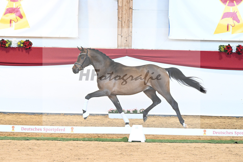 Kat-Nr. 55 Va Bene x Goldberg_Kuntz_43230557 | hf-fotografie - Realisiert mit Pictrs.com