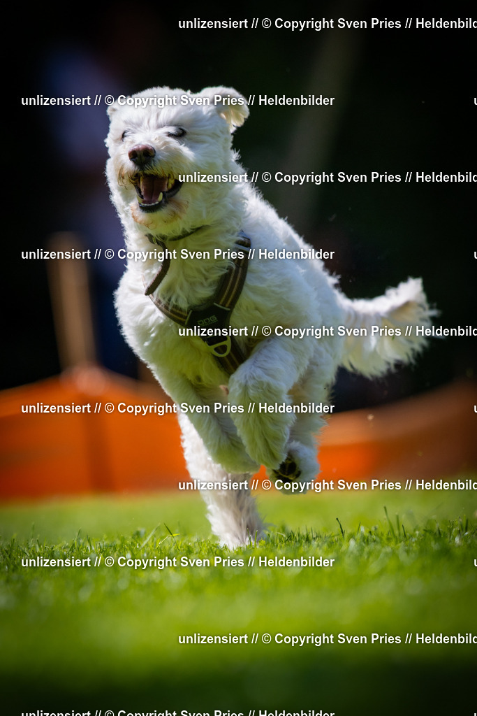 Sven Pries | 2025-08-10 - Hunderennen Durlach - Realisiert mit Pictrs.com