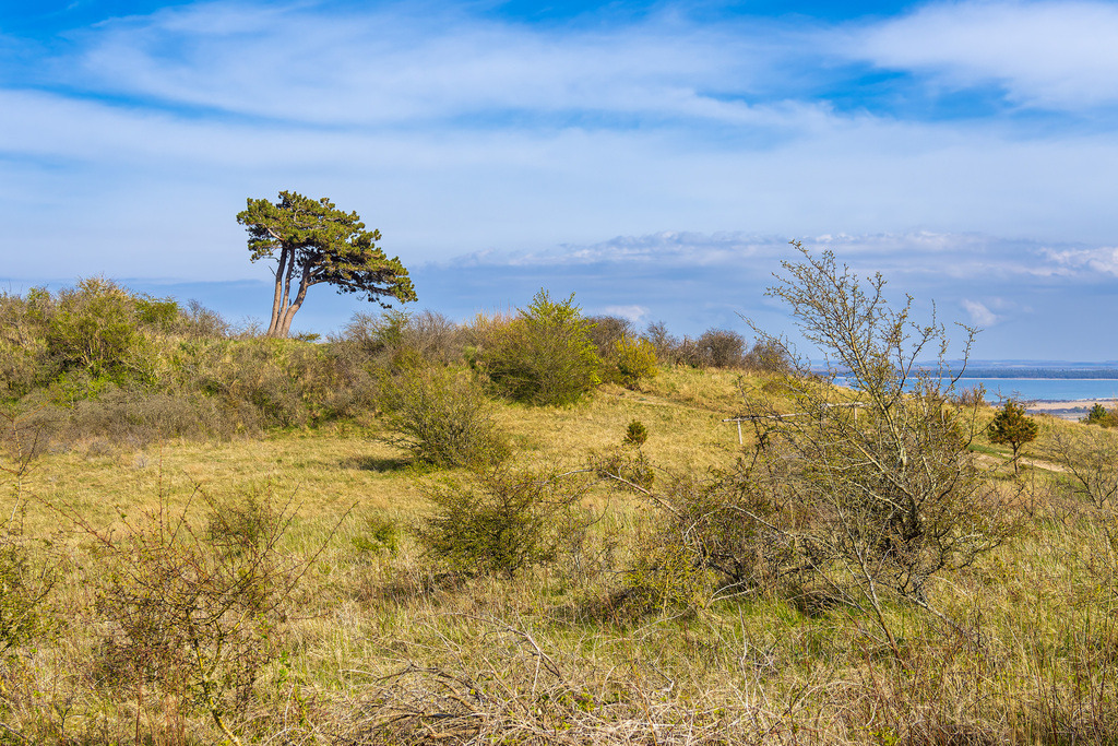 Landschaft auf dem Dornbusch auf der Insel Hiddensee | Landschaft auf dem Dornbusch auf der Insel Hiddensee.