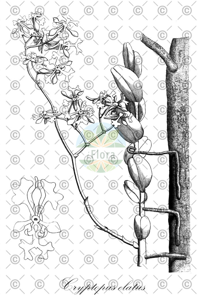 HistAbb_wfo-0000165558_1_ENZY_Simple | Historische Abbildung von Cryptopus elatus - Orchidaceae | Historical Illustration of Cryptopus elatus - Orchidaceae