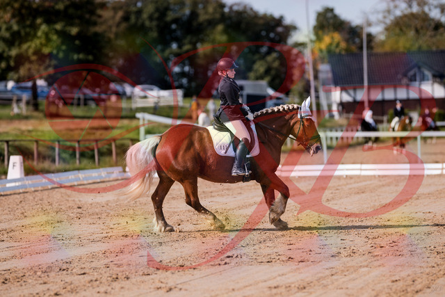 2026_10_03_Siefer-Hof_114425_Z81_87210863 | Professionelle Reitsport-, Turnier- und Eventfotografie von Robert Broda. Galerien mit ausgewählten und bearbeiteten Bildern direkt online ansehen und bestellen.