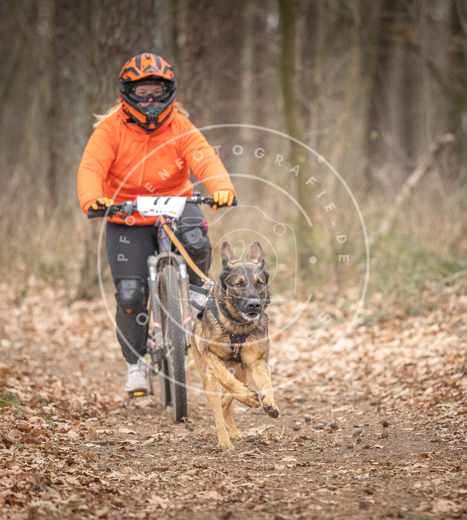 Pfotenfotografie_DV3A5771 | Hundefotografie, Tierfotograf, Pfotenfotografie, Fotoshooting Hund, Hunde Portrait, Hundesport, Hundeportraits, Heideshooting, Hunde, Sportfotograf, Hundefotograf, Turnierhundsport, THS,  - Realisiert mit Pictrs.com