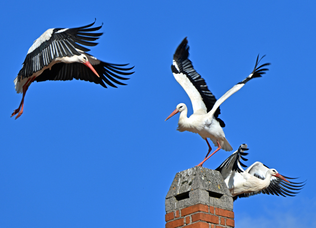 Weißstörche im Anflug | lucisnaturbilder - Realisiert mit Pictrs.com