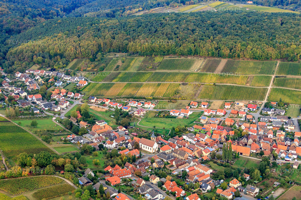 Luftbild: Winzerdorfansicht von Osten mit Katholische Kirche Apostel Simon und Judas unter der Weinlage Gottesacker im Ortsteil Pleisweiler in Pleisweiler-Oberhofen im Bundesland Rheinland-Pfalz in Deutschland. Foto: IMG_22418.jpg vom 15.10.2009 durch Werner Riehm/FLY-FOTO.de