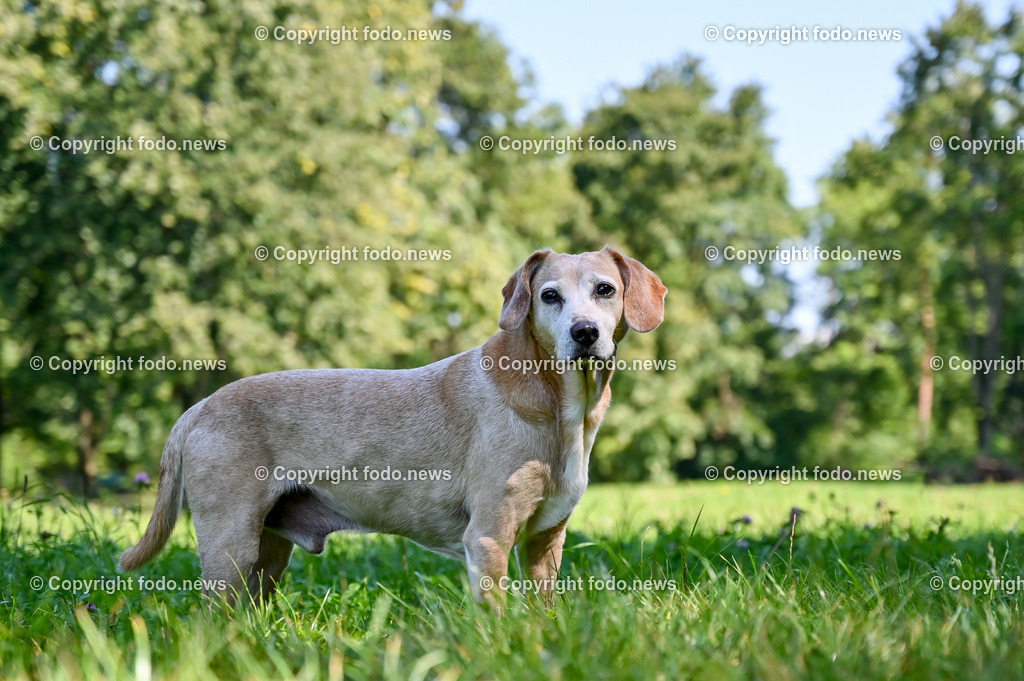 Hunde_ Arrigo und Luigi_ 12.10.2021-11 | 12.10.2021, Linz, AUT, Hund, Hunde, im Bild Hund, Hunde, spazieren, Freilaufzone, Arrigo und Luigi