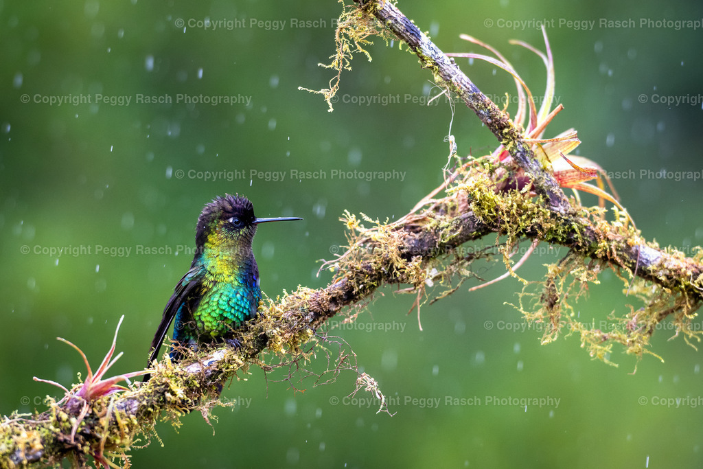 Kolibris (33) (4) | PeggyRaschPhotography - Realisiert mit Pictrs.com