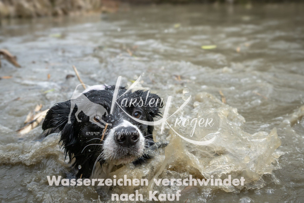 1509_ZZ92381 | kk-dogfotos