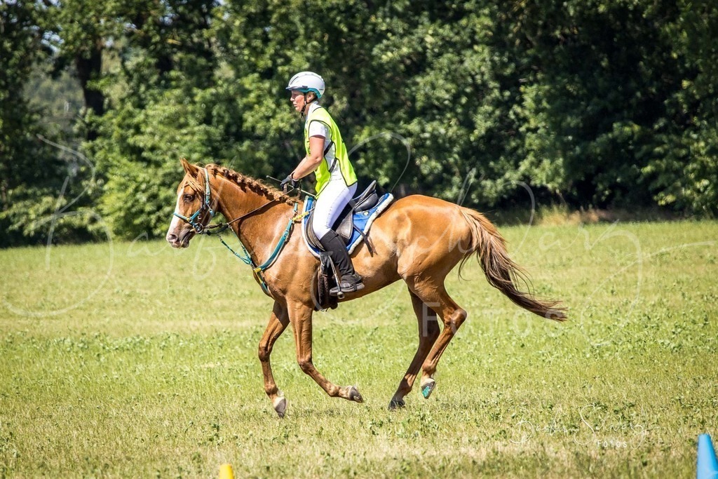 CJP_2026-06-26_87 | Stimmungsvolle Fotografie von Pferden, fotografische Begleitung von Veranstaltungen, Golfturnieren und Distanzritten - Realisiert mit Pictrs.com