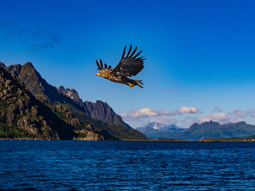 Weißschwanz Seeadler vor Fjord in Nowegen | Weißschwanz Seeadler vor einem Fjord 
Svolvaer, Lofoten Norwegen - Realisiert mit Pictrs.com
