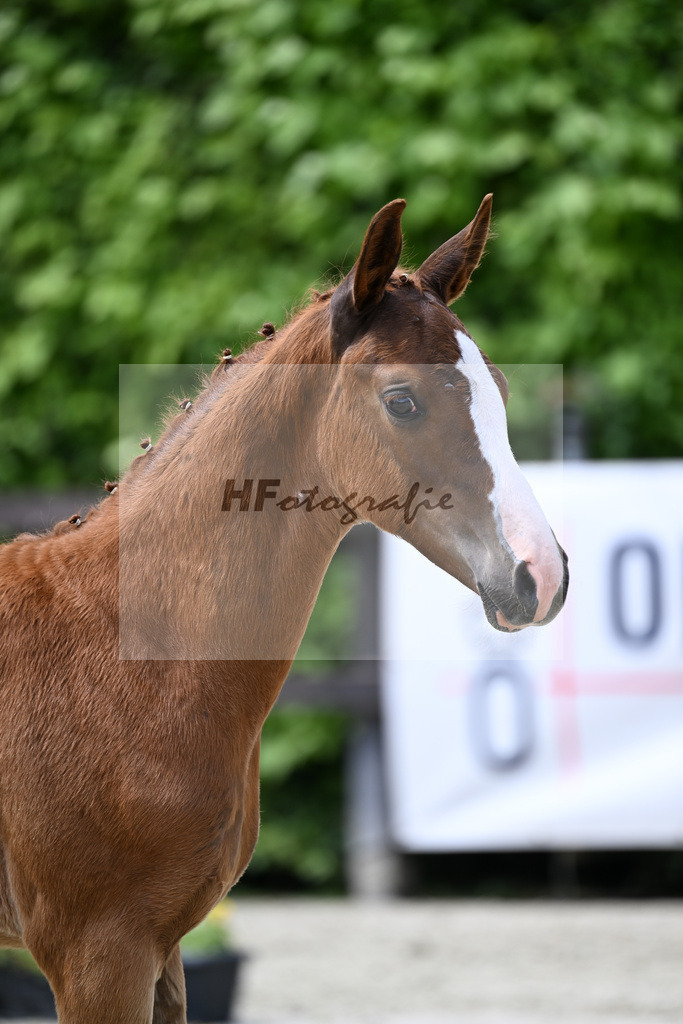 Kat-Nr. 3 Bon Esprit x Zackerey_Riederer_25240174 | hf-fotografie - Realisiert mit Pictrs.com