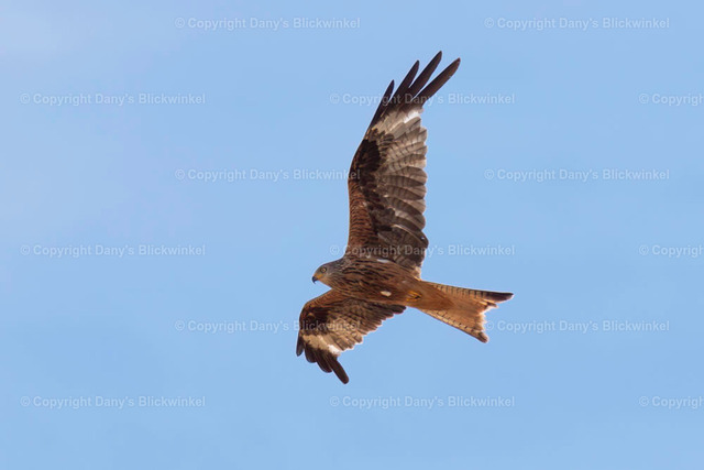 201747 | Tierfotografie, Tierkalender, Tierbilder, Insekten, Spinnen, Vögel, Schmetterling, Libellen, Leinwand, Colorkey, Qualität, Geschenkartikel, Geschenk - Realisiert mit Pictrs.com