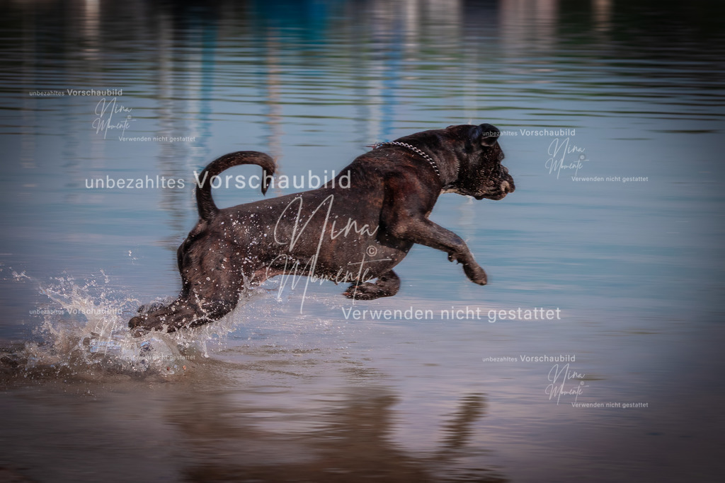 _16A8434-1 | Einzigartige Fotos von Hunden & Menschen –Actionfotos, Portraits, Vereinsaufnahmen & Paarshootings – authentisch, lebendig & mit Herz.