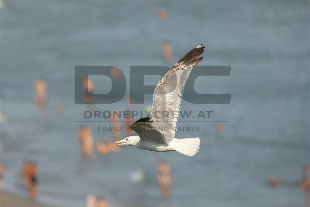 Yellow-legged Gull (Larus michahellis) | Yellow-legged Gull (Larus michahellis), a large gull species commonly found along Mediterranean coasts, rocky shorelines, harbours and coastal areas. - Realisiert mit Pictrs.com