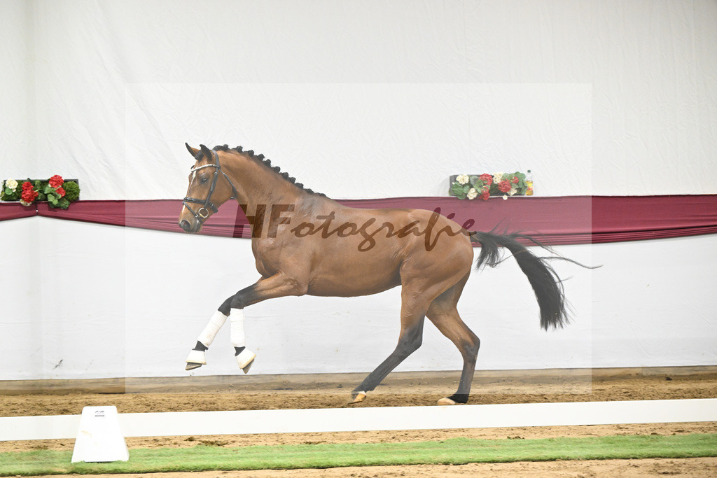 Kat-Nr. 44 Va Bene x Monte Bellino_Alfred Kohn_47251560 | hf-fotografie - Realisiert mit Pictrs.com