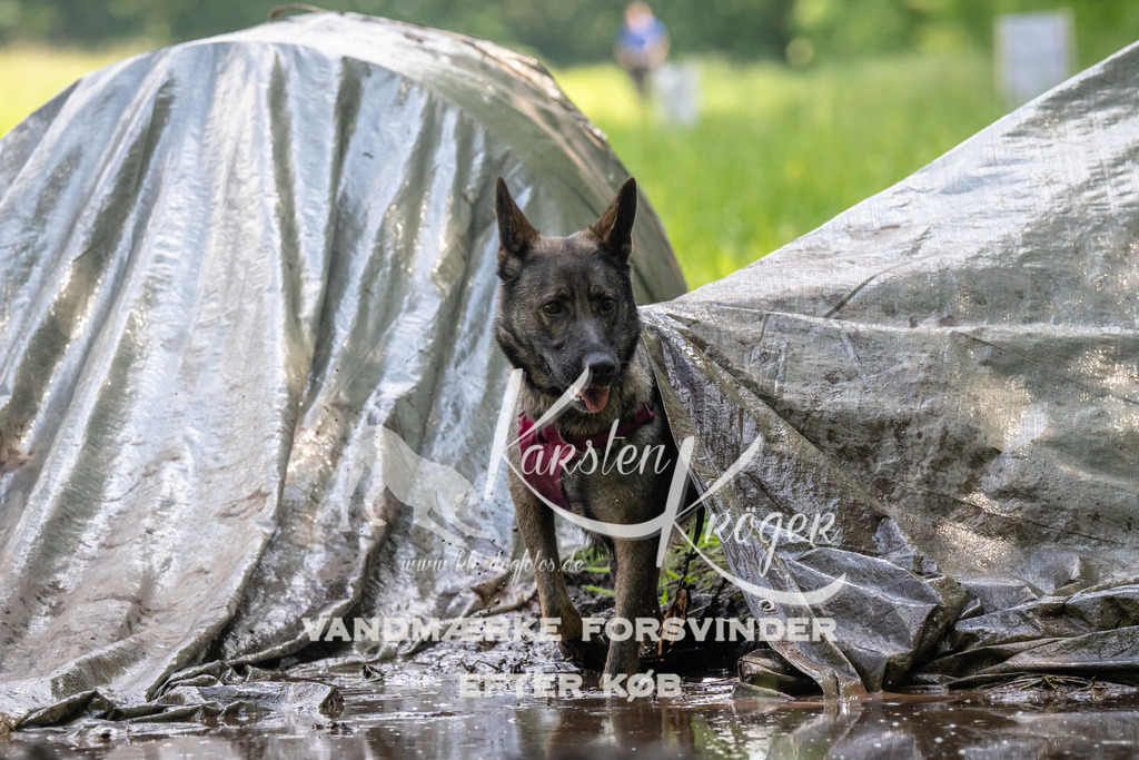 1215_ZZ91884 | kk-dogfotos