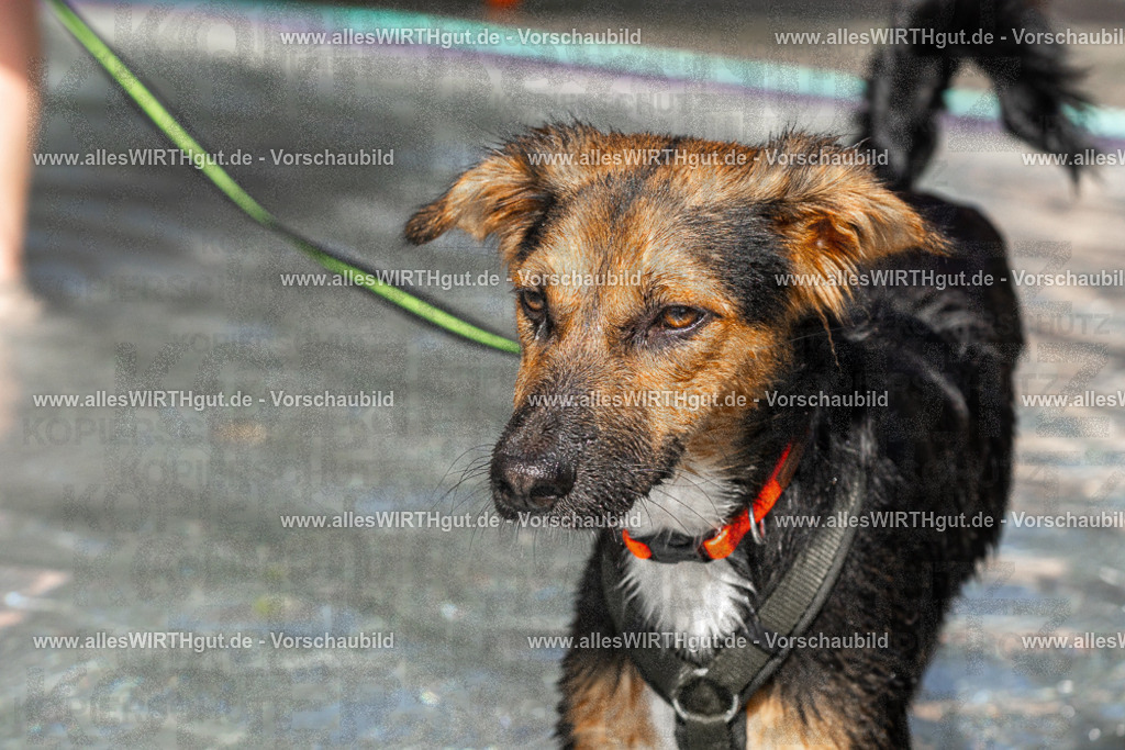 Hundeschwimmen_Volksbad_2026-allesWIRTHgut_Tierfotografie-2609061411-FAY06917 | Professionelle Tierfotografie in Mönchengladbach von Daniel Wirth (allesWIRTHgut). Liebevolle & natürliche Bilder von Hunden & Katzen für unvergessliche Erinnerungen.