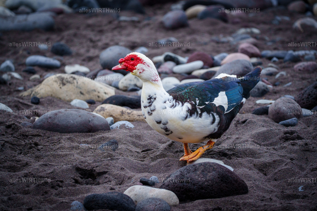 allesWIRTHgut Tierfotografie - allesWIRTHgut.de - 7IV09535 | Entdecke die faszinierende Welt der Natur- und Wildlife-Fotografie von Daniel und Bärbel. Inspirierende Bilder von wilden Tieren und kleinen Naturwundern.