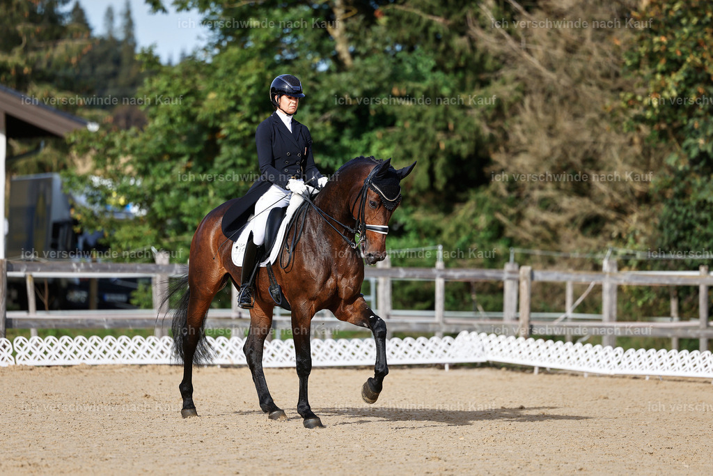 13-110-S___ -StoibPH-6936 | working equitationturnier fotograf videograf stoibphotography marixx film working equitation deutschland reitsport turnierfotografie eventfotografie equestrian events