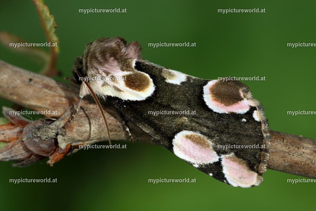 Thyatria batis-005 | Das Bilderarchiv über Tiere, Planzen und Landschaften. In der Bilddatenbank finden Sie ein große Auswahl an hochwertigen Bilder für Ihre Werbung - Realisiert mit Pictrs.com