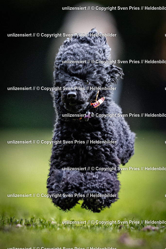 Sven Pries | 2025-10-03 - Hunderennen Obergrombach - Realisiert mit Pictrs.com