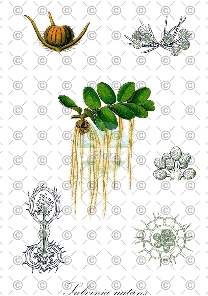 HistAbb_wfo-0001140386_1_ENZY_Simple | Historische Abbildung von Salvinia natans - Salviniaceae (Gewöhnlicher Schwimmfarn) | Historical Illustration of Salvinia natans - Salviniaceae (floating watermoss;floating fern)