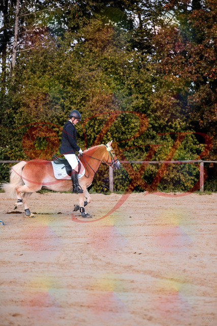 2026_10_03_Siefer-Hof_145426_Z81_34555532 | Professionelle Reitsport-, Turnier- und Eventfotografie von Robert Broda. Galerien mit ausgewählten und bearbeiteten Bildern direkt online ansehen und bestellen.