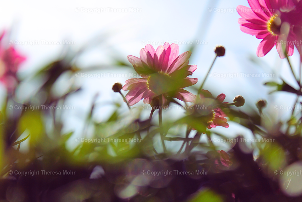 Lila gelbe Blüten  | Naturpuls - Realisiert mit Pictrs.com