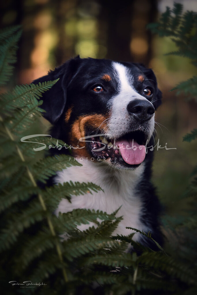 "Ebby" | People- und Tierfotografie, Imageaufnahmen, Veranstaltungsfotografie und Wandbilder aus der Natur ★ Made in Germany ✔️ Druck + Downloads ✔️ Naturfotografie in Top Qualität ★ schneller Versand, weltweite Lieferung! - Realisiert mit Pictrs.com