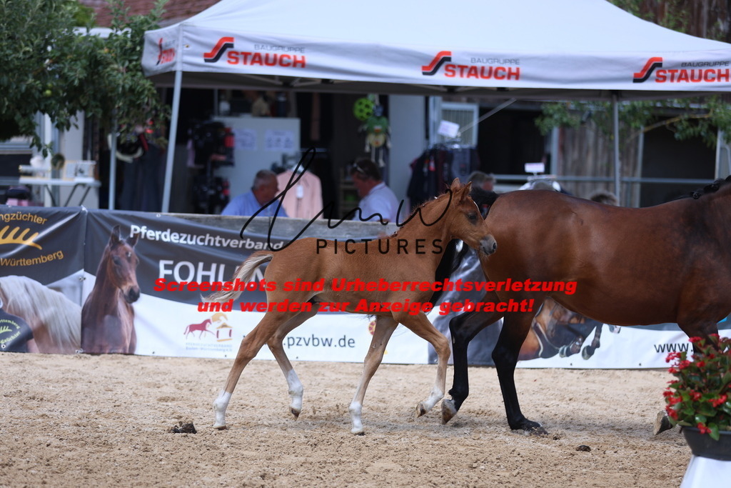 Fohlenschau_Schwäbisch_Hall_Ponys_KN 42_6 | lmwpictures - Realisiert mit Pictrs.com