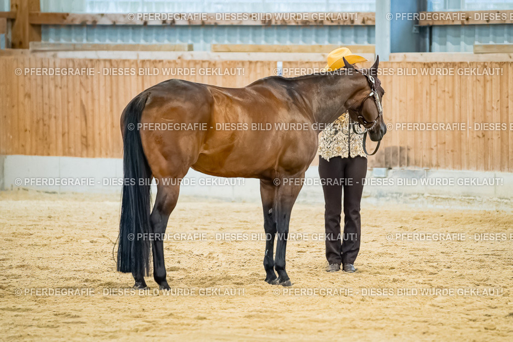 DSC09786 | Pferdegrafie