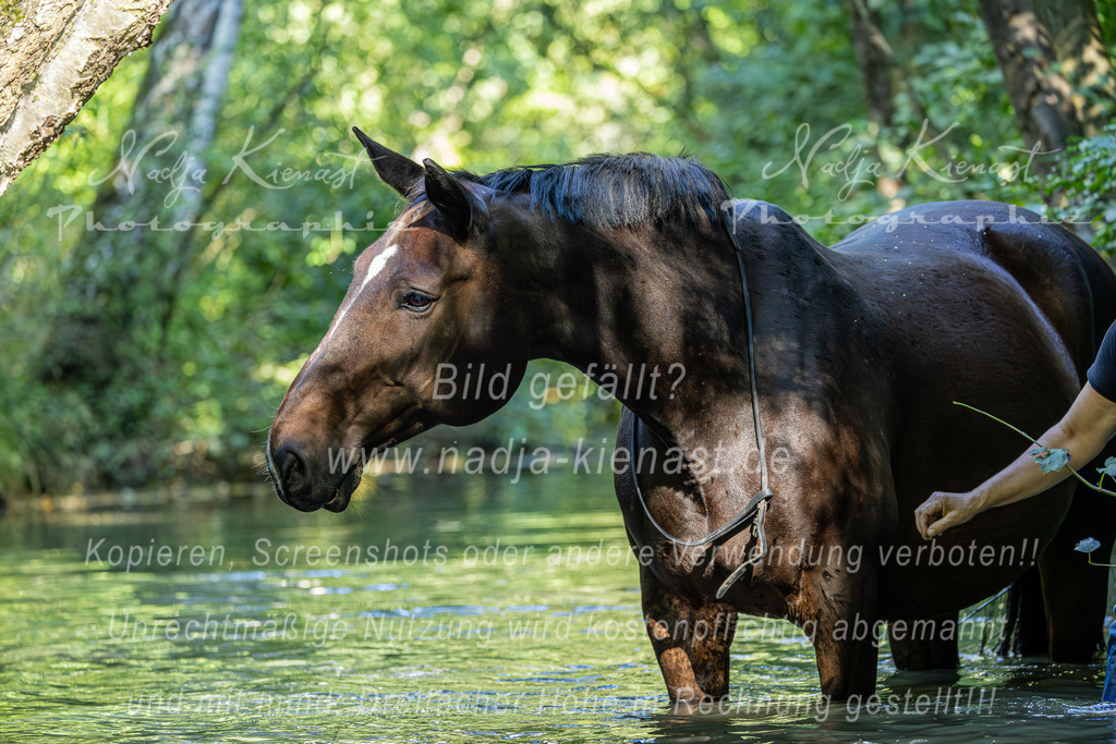 Auswahl_Photographie_Nadja_Kienast__IE_8401-Verbessert-RR | Ich biete Ihnen einzigartige und individuelle Fotoshootings mit Ihren Tieren.
In individuellen Coachings lernen Sie, wie sie von Ihrem Pferd, Ihrer Katze, Ihrem Hund oder einfach Ihrem persönlichen Lieblingstier eindrucksvolle Fotos machen können.