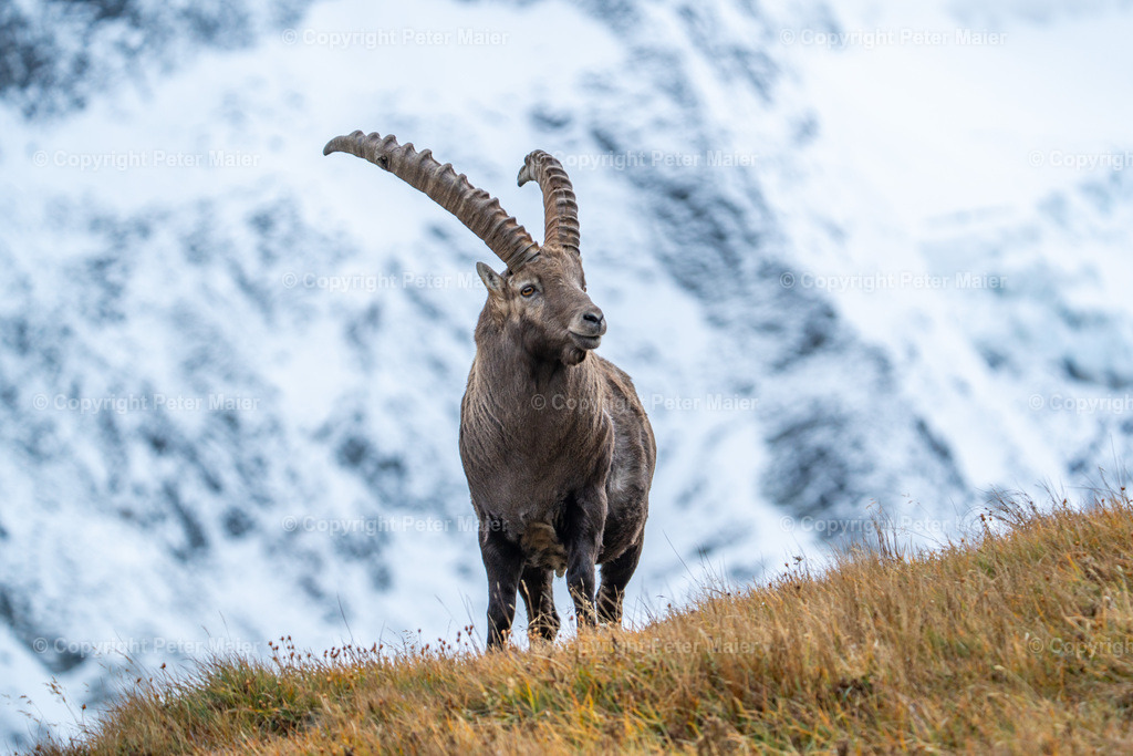 Steinbock_Grossglockner_Hochalpenstrasse_24-104 | piet_flosse