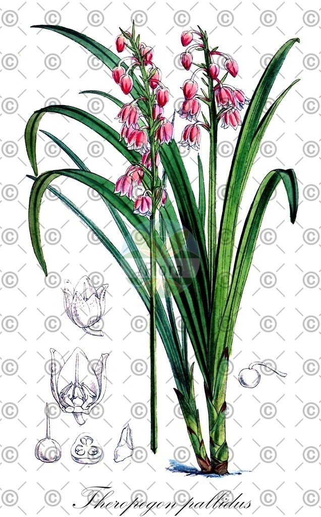 HistAbb_wfo-0000455933_2_ENZY_Simple | Historische Abbildung von Theropogon pallidus - Asparagaceae | Historical Illustration of Theropogon pallidus - Asparagaceae