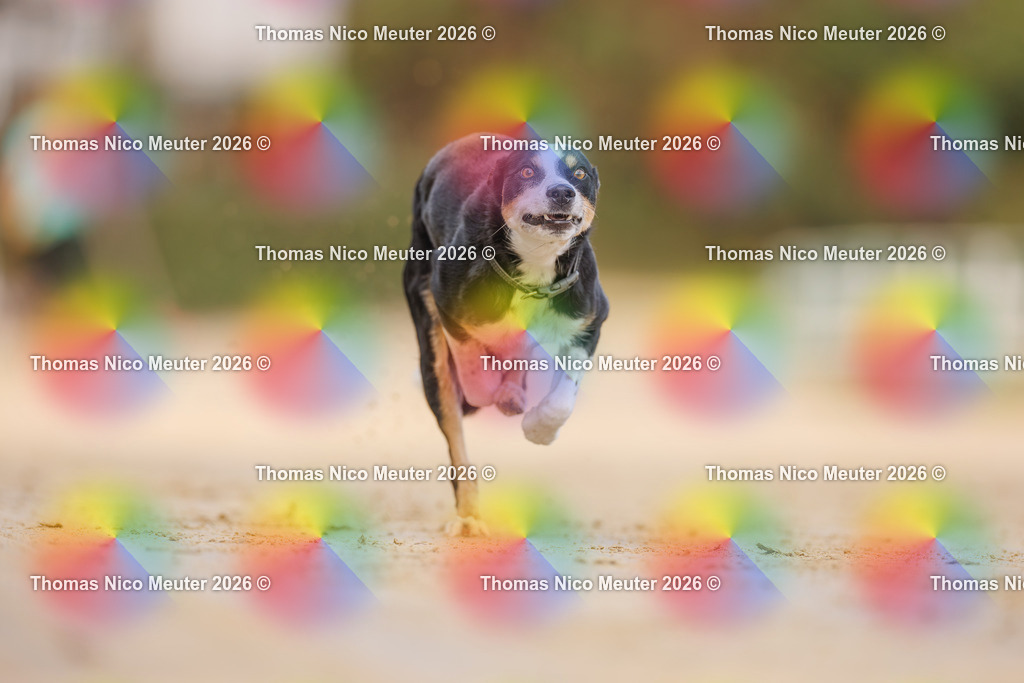 Thomas_Nico_Meuter(C)_03. Oktober 2026_223A5531 | Bild von Thomas Nico Meuter - Realisiert mit Pictrs.com