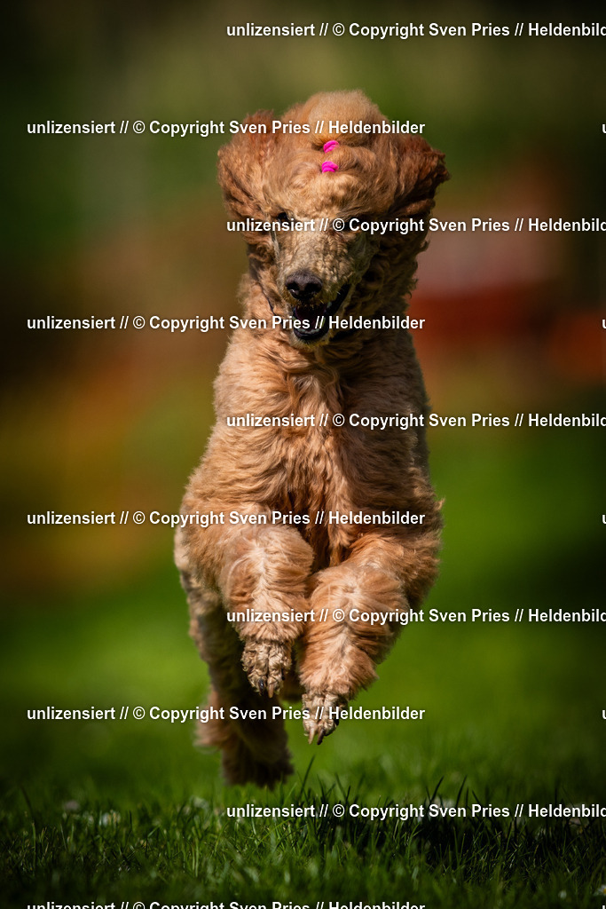 Sven Pries | 2025-04-13 - Hunderennen Baden-Baden - Realisiert mit Pictrs.com